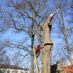 Sägen gefährlicher Bäume